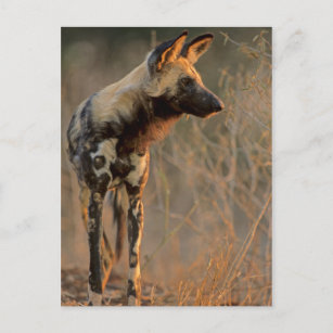 African Wild Dog (Lycaon Pictus), Kruger Postcard
