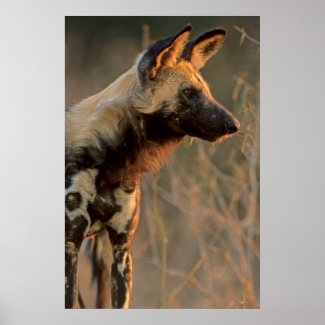 African Wild Dog (Lycaon Pictus), Kruger Poster (Front)