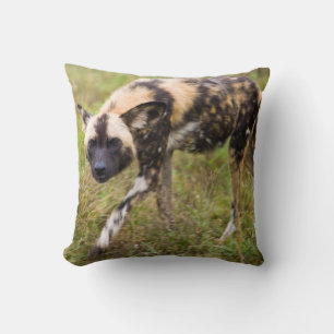 African Wild Dog (Lycaon Pictus), Madikwe Game Cushion