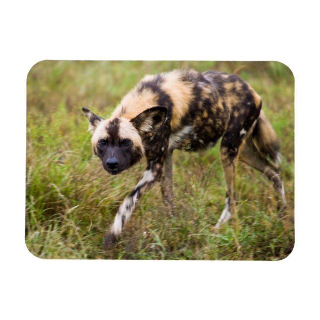 African Wild Dog (Lycaon Pictus), Madikwe Game Magnet (Horizontal)