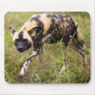 African Wild Dog (Lycaon Pictus), Madikwe Game Mouse Mat