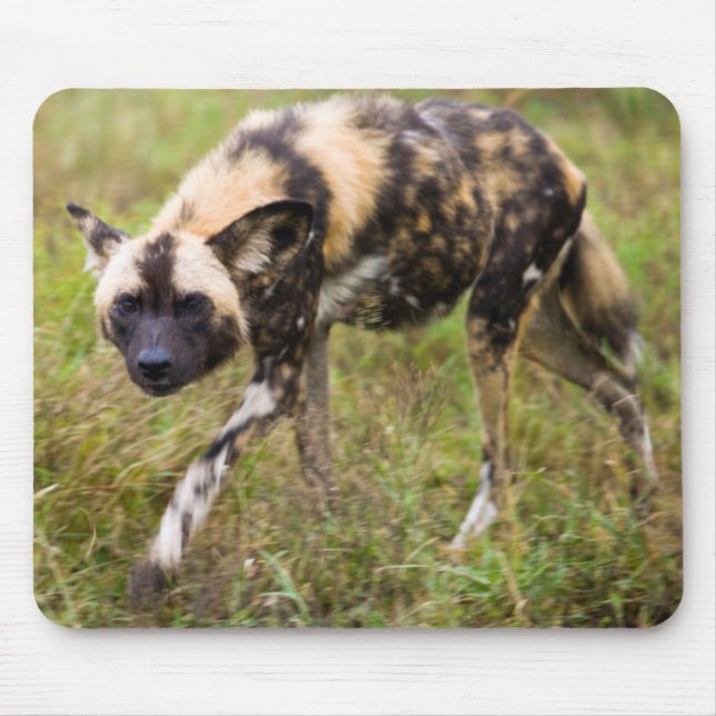African Wild Dog (Lycaon Pictus), Madikwe Game Mouse Mat (Front)