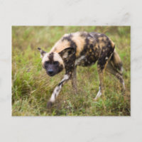 African Wild Dog (Lycaon Pictus), Madikwe Game