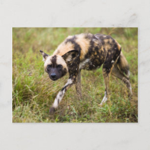 African Wild Dog (Lycaon Pictus), Madikwe Game Postcard