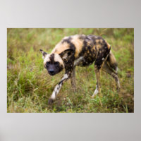 African Wild Dog (Lycaon Pictus), Madikwe Game