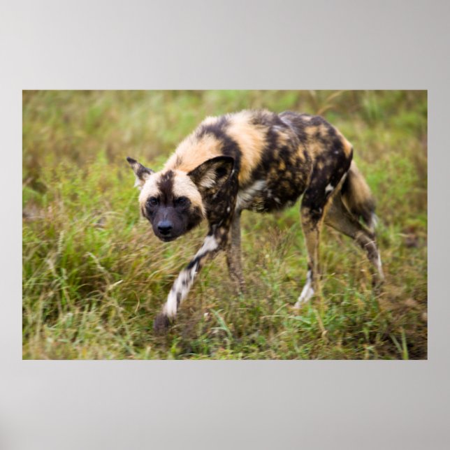 African Wild Dog (Lycaon Pictus), Madikwe Game Poster (Front)