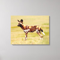 African Wild Dog (Lycaon Pictus) Standing