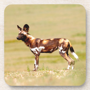 African Wild Dog (Lycaon Pictus) Standing Coaster