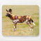 African Wild Dog (Lycaon Pictus) Standing