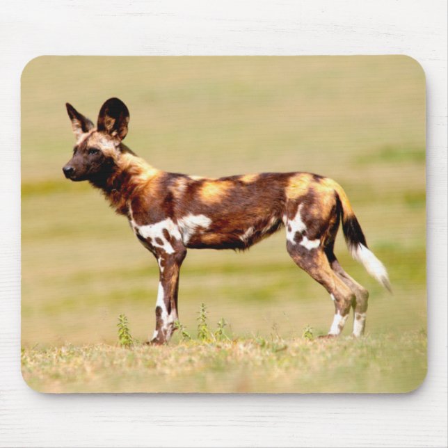 African Wild Dog (Lycaon Pictus) Standing Mouse Mat (Front)