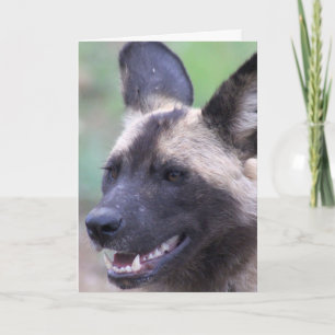 African Wild Dog (Painted Dog) Card
