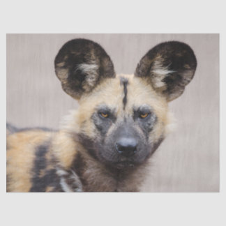 African Wild Dog (Painted Dog) Tissue Paper