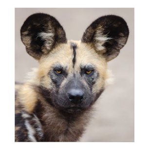 African wild dog photo print