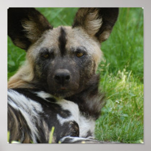 African Wild Dog Poster