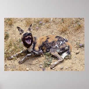 African Wild Dog showing its teeth Poster