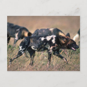 African Wild Dogs hunting on savanna Postcard