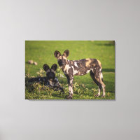 African Wild Dogs in Tanzania