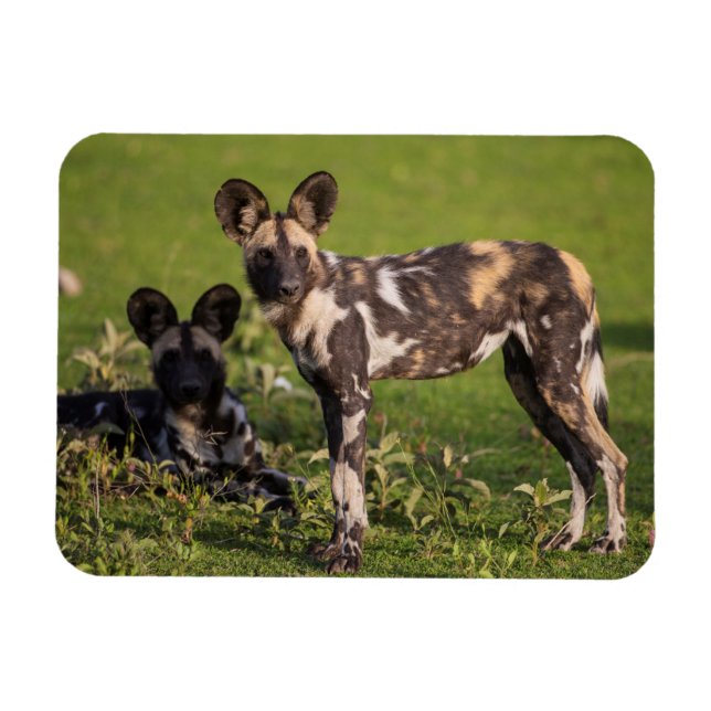 African Wild Dogs in Tanzania Magnet (Horizontal)