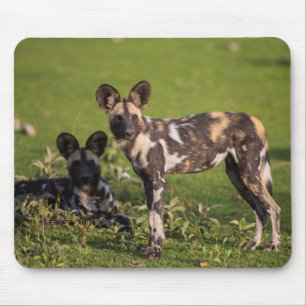 African Wild Dogs in Tanzania Mouse Mat