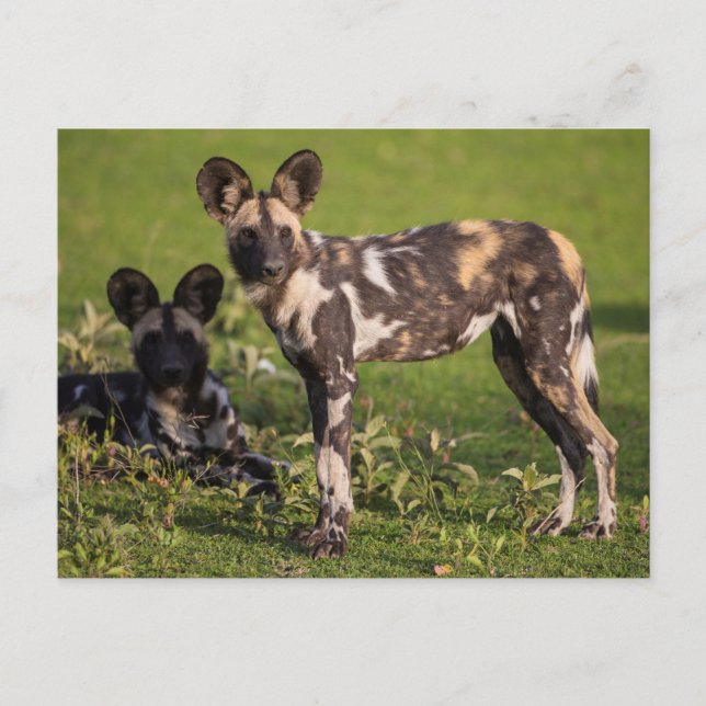 African Wild Dogs in Tanzania Postcard (Front)