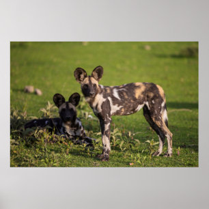 African Wild Dogs in Tanzania Poster
