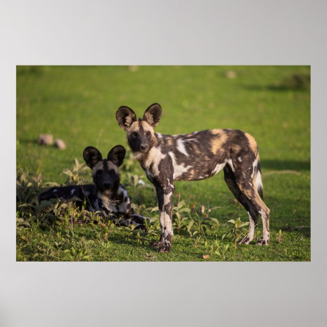 African Wild Dogs in Tanzania Poster (Front)