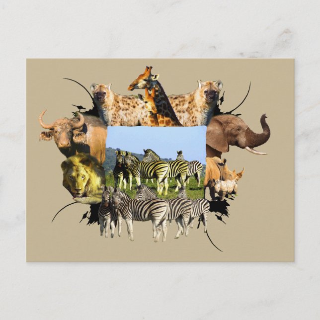 African Wildlife Frame Blue Sky Zebra Postcard (Front)