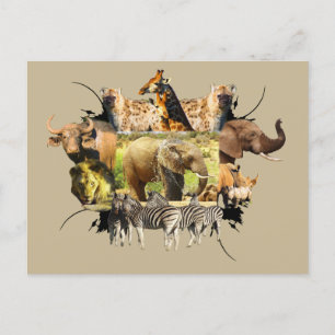 African Wildlife Frame Elephant Splash Postcard