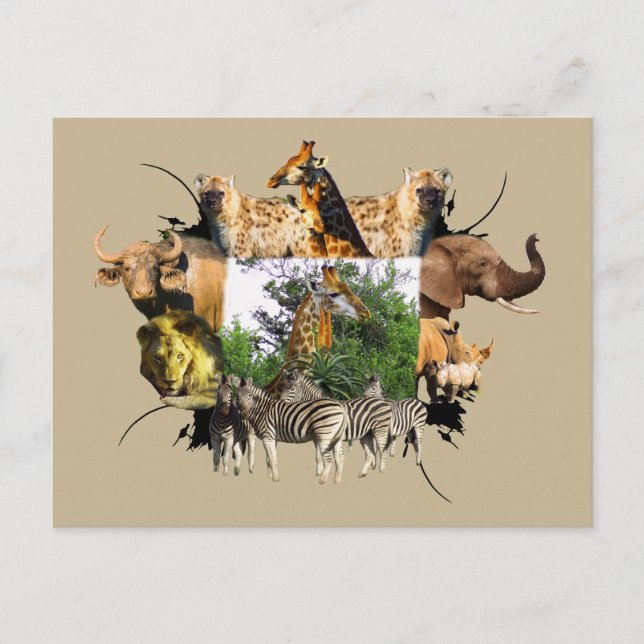 African Wildlife Frame Giraffe Aloe Postcard (Front)