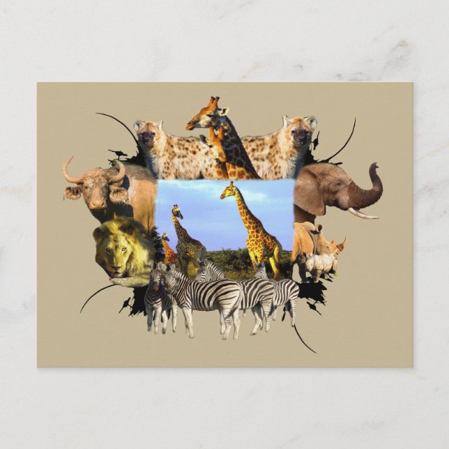 African Wildlife Frame Giraffe Herd Postcard (Front)