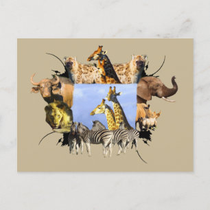 African Wildlife Frame Giraffe Lookout Postcard