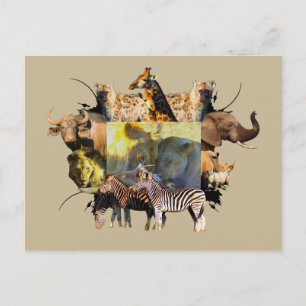 African Wildlife Frame Lion Feast Postcard