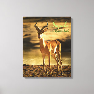 African Wildlife Impala in River-bed Canvas Print