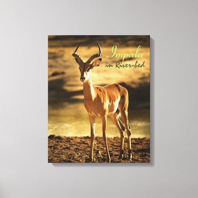 African Wildlife Impala in River-bed Canvas Print (Front)