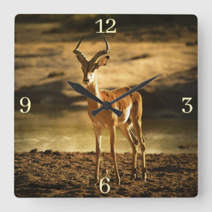 African Wildlife Impala in River-bed Square Wall Clock