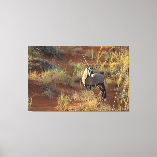 African Wildlife Oryx Antelope Sand Dune Savannah Canvas Print (Front)