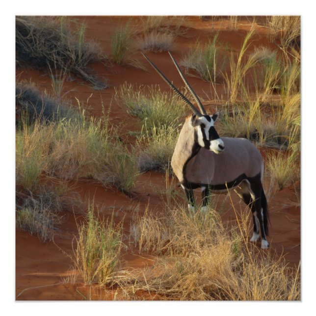 African Wildlife Oryx Antelope Sand Dune Savannah Poster (Front)
