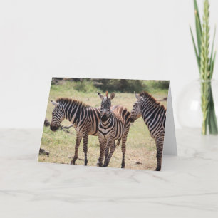 African Zebra Card
