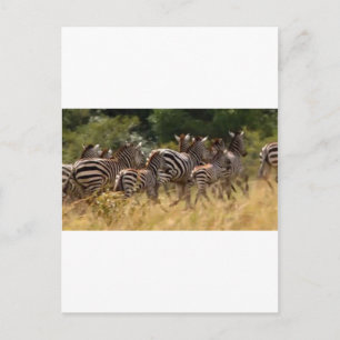 African Zebra cool stuff Postcard