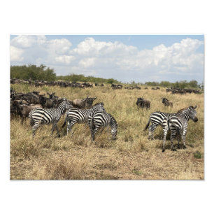 African Zebra Photo Print