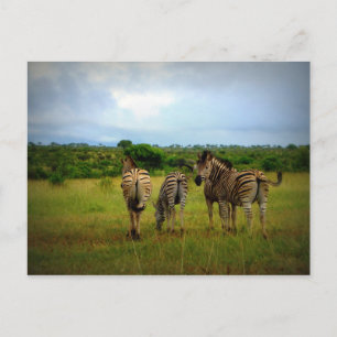African Zebras in a Natural Setting Postcard