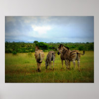 African Zebras in a Natural Setting