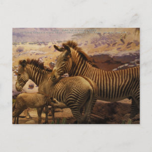 african zebras postcard