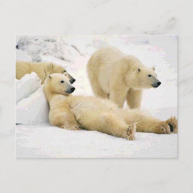 After Dinner Bear Postcard (Front)