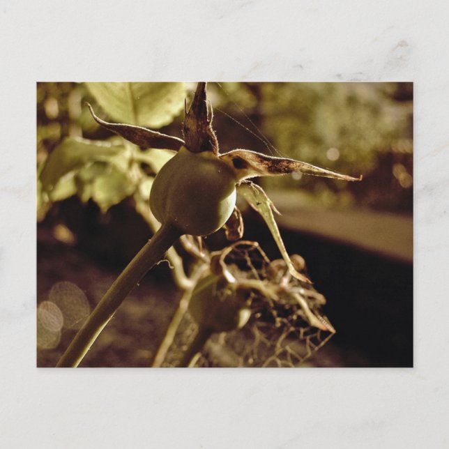 After the Love has gone.. Postcard (Front)