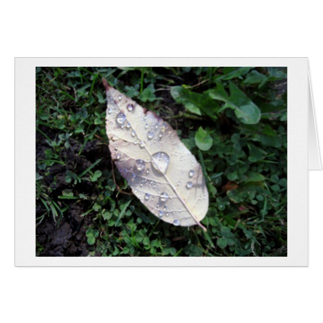 After the Rain (Front Horizontal)