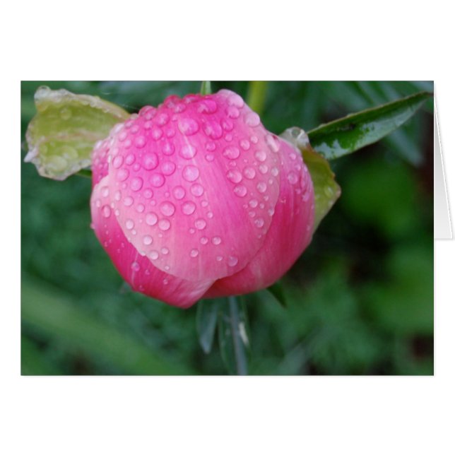 After the rain (Front Horizontal)