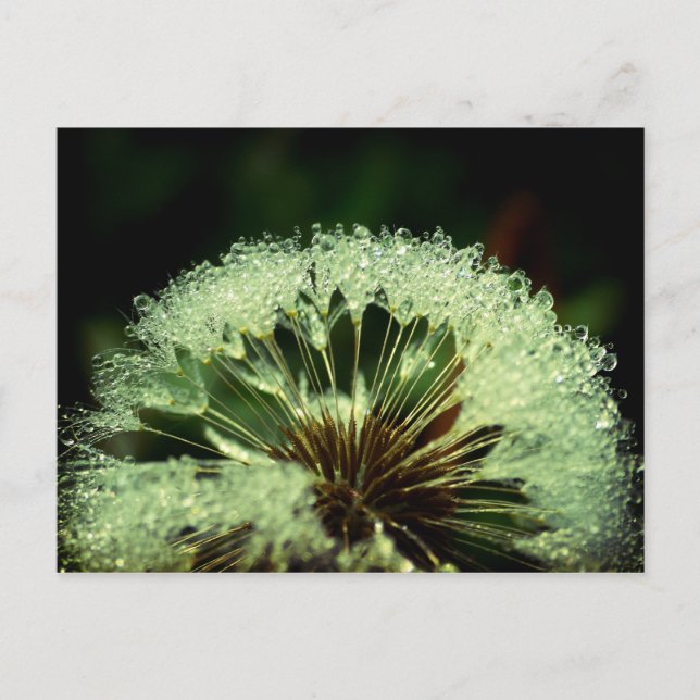 After the rain - Dandelion with droplets Postcard (Front)