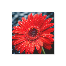 After the Rain Gerbera Daisy Realism Painting