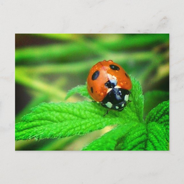 After the rain - Ladybug with droplets Postcard (Front)
